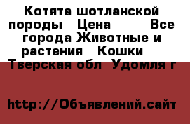 Котята шотланской породы › Цена ­ 40 - Все города Животные и растения » Кошки   . Тверская обл.,Удомля г.